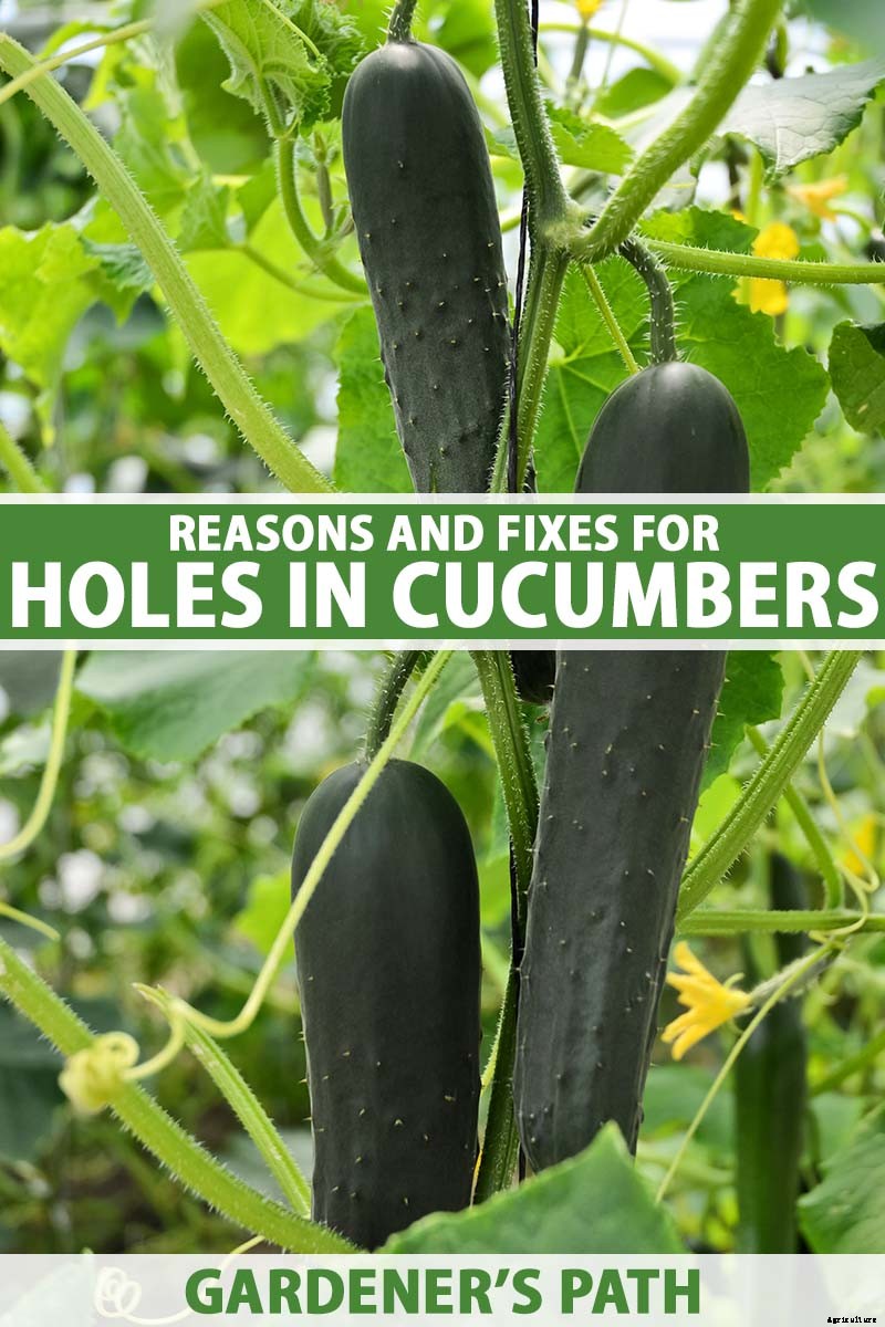 What Causes Holes in Homegrown Cucumbers?