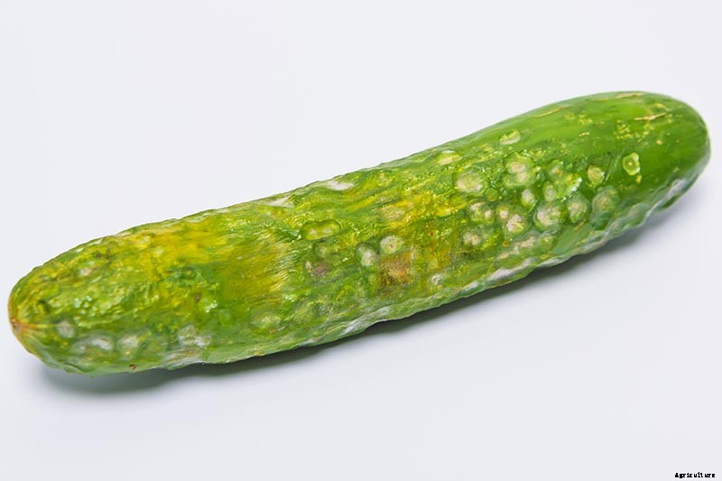 What Causes Holes in Homegrown Cucumbers?