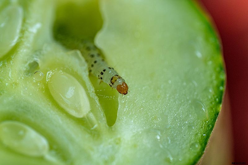 What Causes Holes in Homegrown Cucumbers?