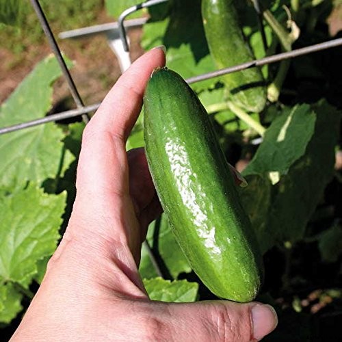 What Causes Holes in Homegrown Cucumbers?