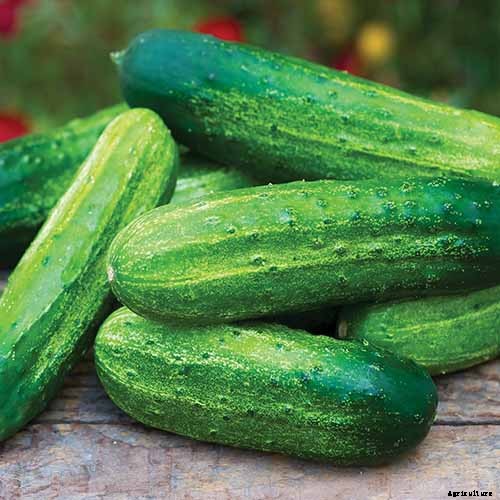 What Causes Holes in Homegrown Cucumbers?