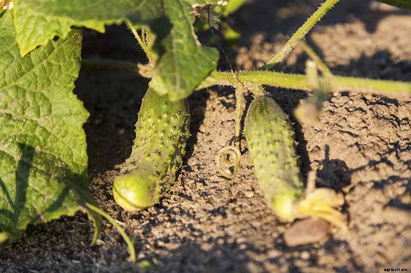 What Causes Holes in Homegrown Cucumbers?