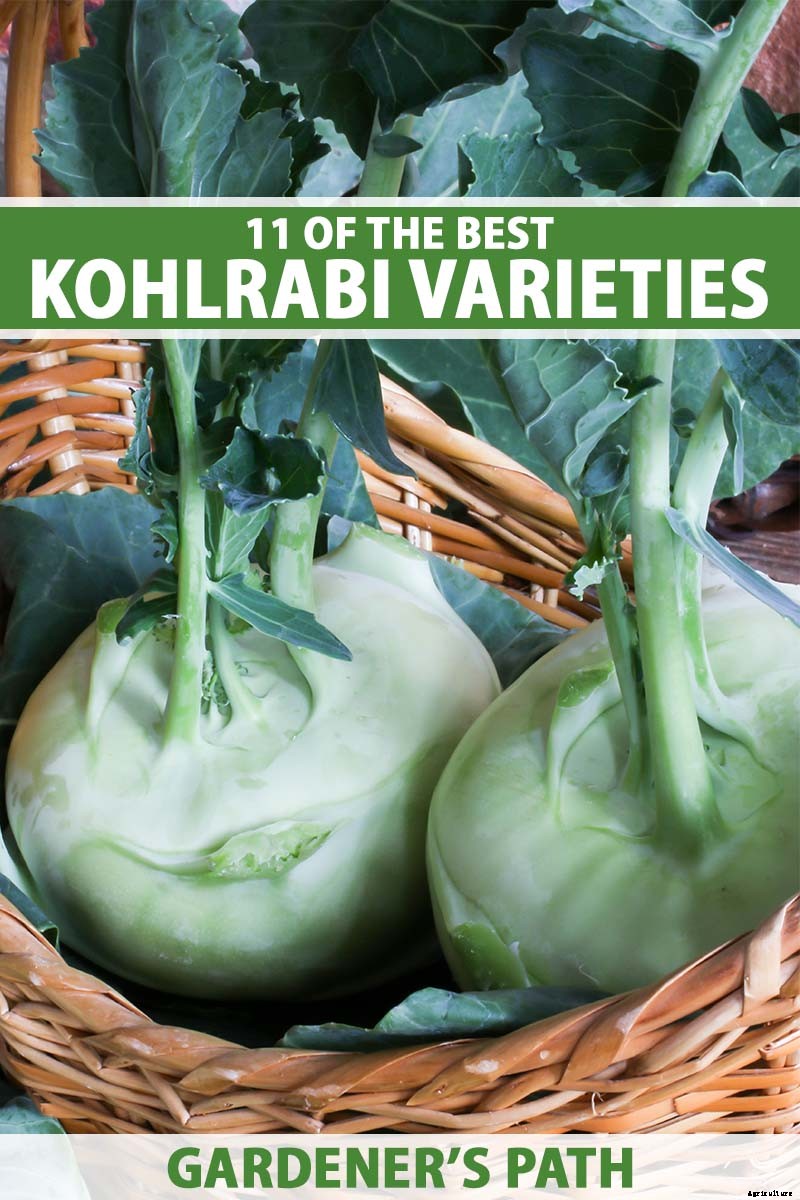 11 of the Best Kohlrabi Varieties to Grow Your Own