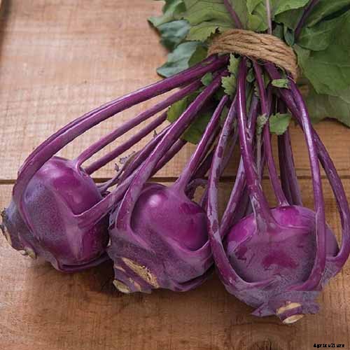11 of the Best Kohlrabi Varieties to Grow Your Own