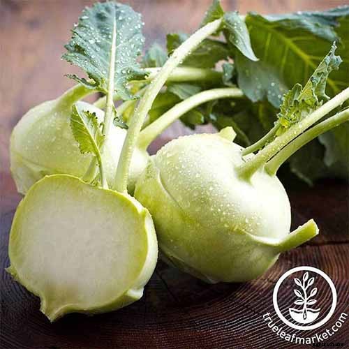 11 of the Best Kohlrabi Varieties to Grow Your Own