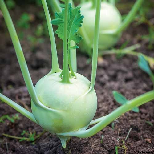 11 of the Best Kohlrabi Varieties to Grow Your Own