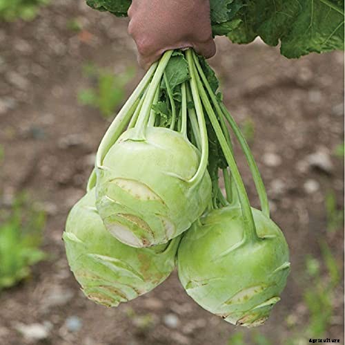 11 of the Best Kohlrabi Varieties to Grow Your Own