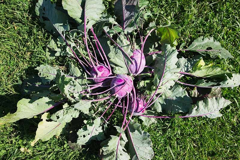 11 of the Best Kohlrabi Varieties to Grow Your Own