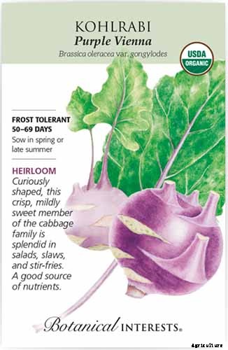 11 of the Best Kohlrabi Varieties to Grow Your Own