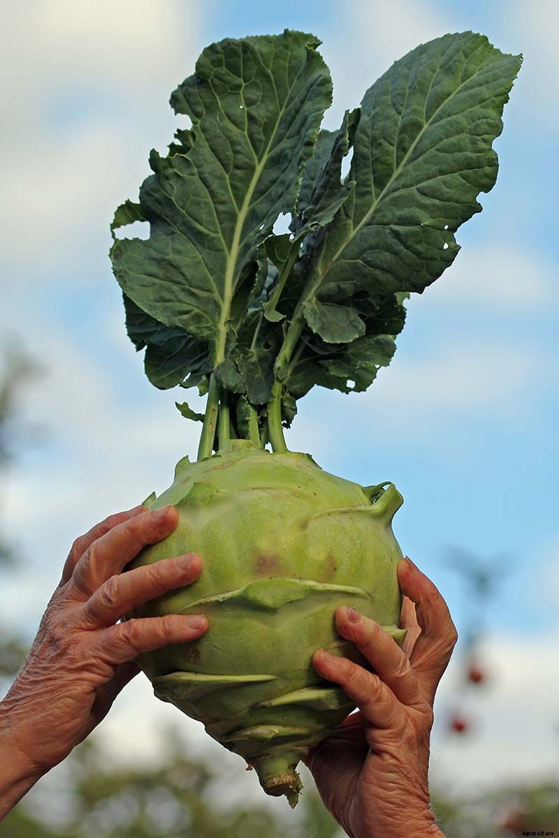 11 of the Best Kohlrabi Varieties to Grow Your Own