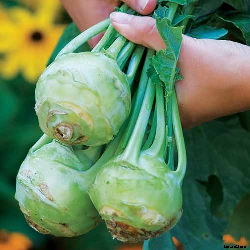 11 of the Best Kohlrabi Varieties to Grow Your Own
