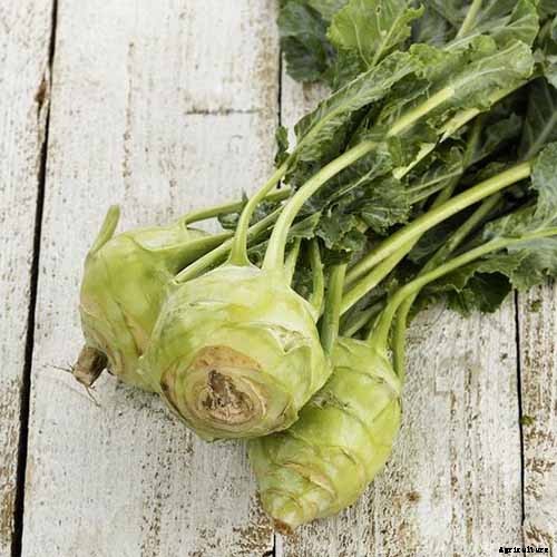 11 of the Best Kohlrabi Varieties to Grow Your Own