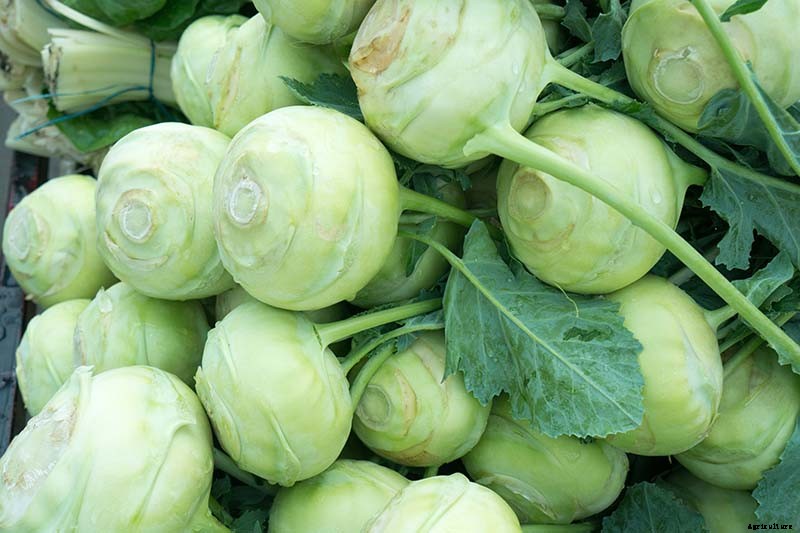 11 of the Best Kohlrabi Varieties to Grow Your Own