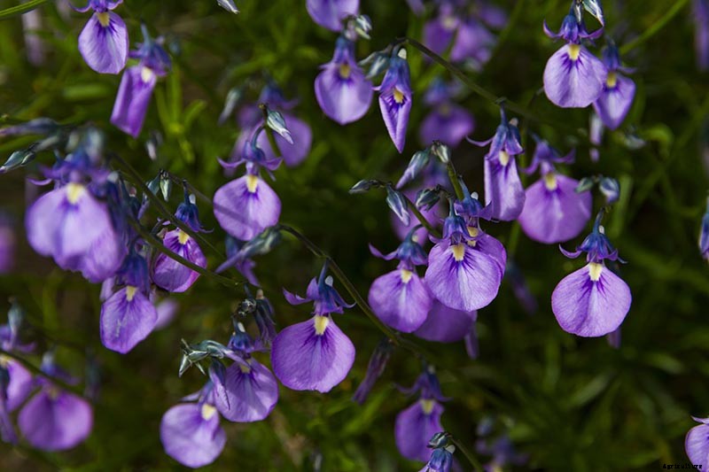 How to Grow and Care for Johnny-Jump-Ups