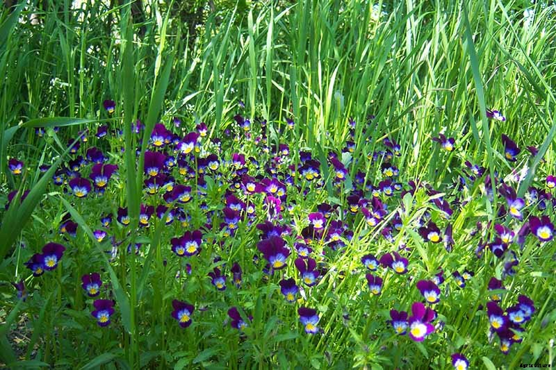 How to Grow and Care for Johnny-Jump-Ups