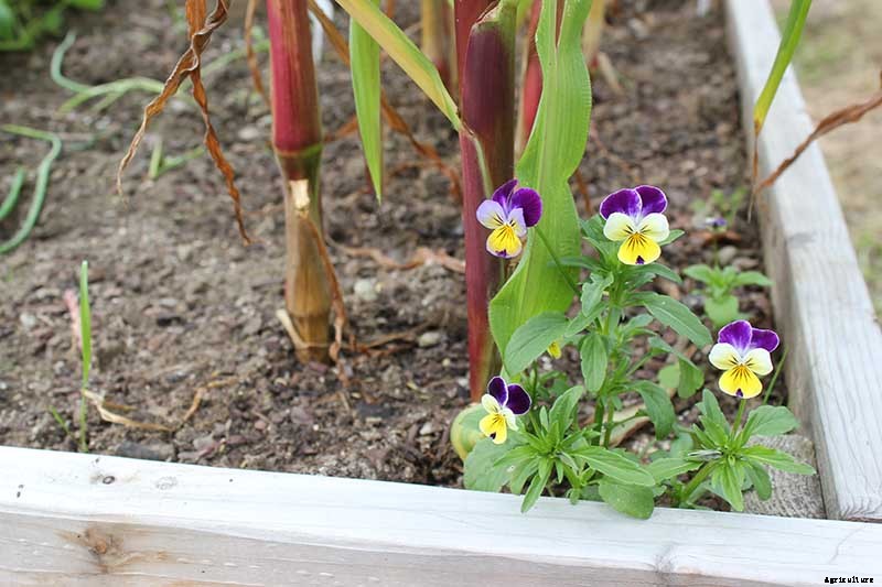 How to Grow and Care for Johnny-Jump-Ups