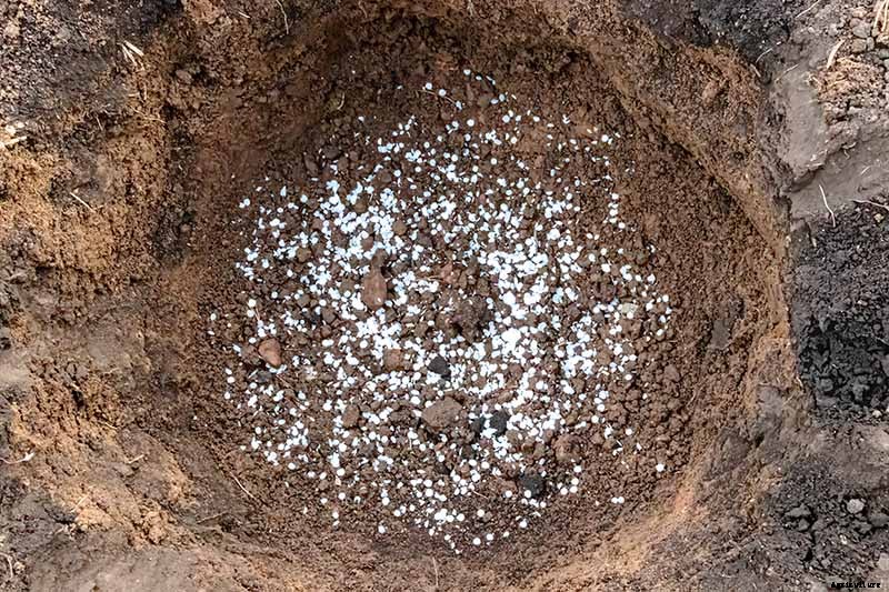 How to Grow and Care for Johnny-Jump-Ups