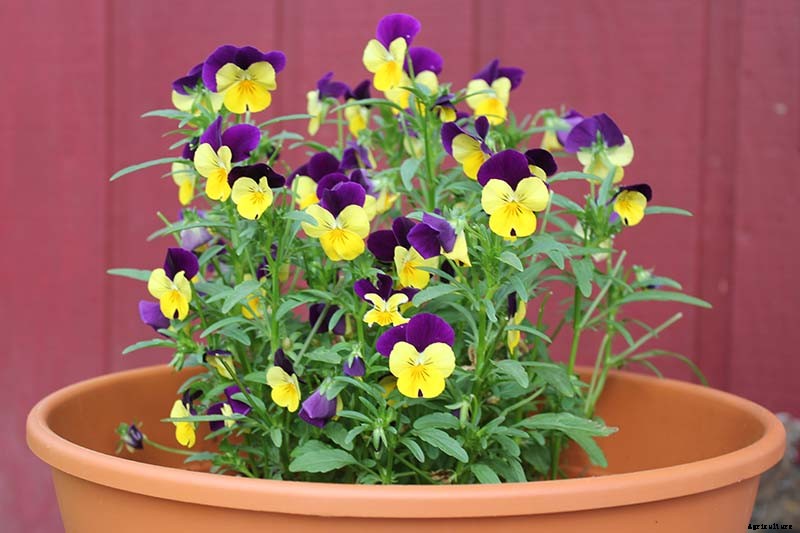 How to Grow and Care for Johnny-Jump-Ups