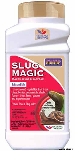 How to Grow and Care for Johnny-Jump-Ups