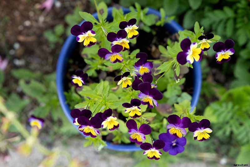 How to Grow and Care for Johnny-Jump-Ups