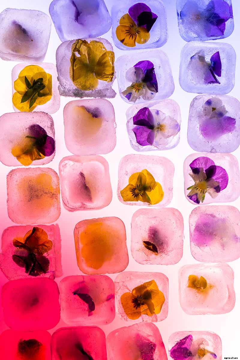 How to Grow and Care for Johnny-Jump-Ups