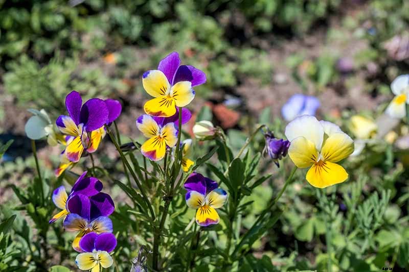 How to Grow and Care for Johnny-Jump-Ups