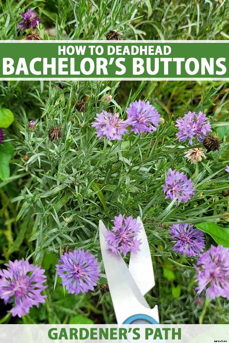 How and When to Deadhead Bachelor’s Buttons