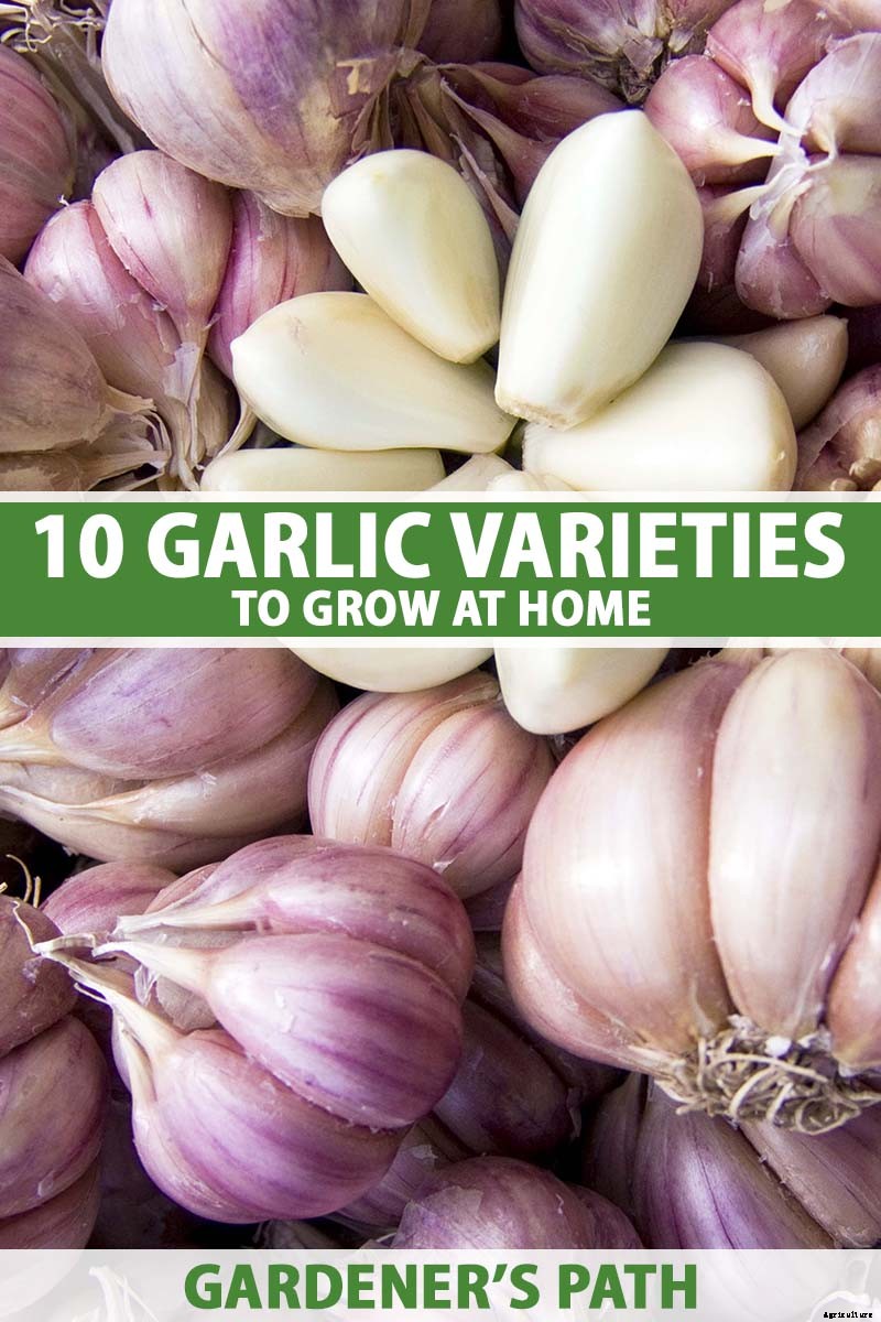 10 Garlic Families to Know About for the Garden