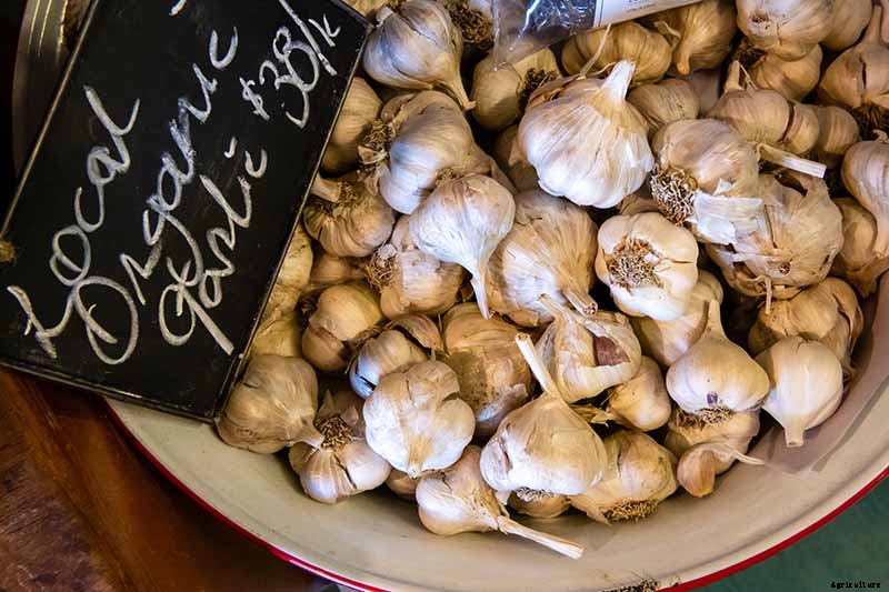 10 Garlic Families to Know About for the Garden