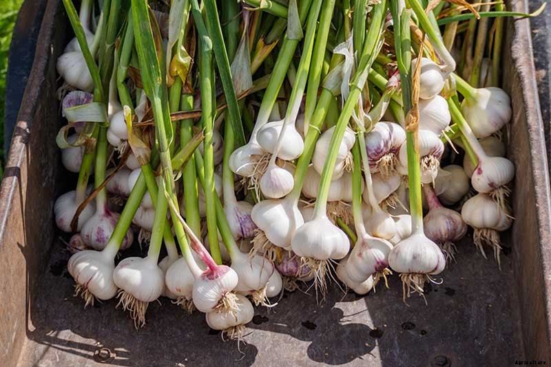 10 Garlic Families to Know About for the Garden