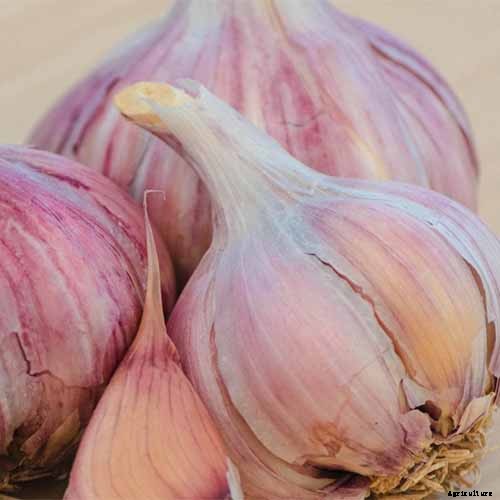 10 Garlic Families to Know About for the Garden