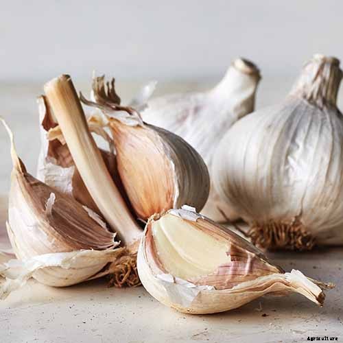 10 Garlic Families to Know About for the Garden