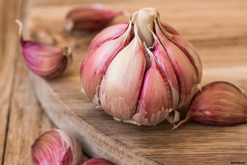 10 Garlic Families to Know About for the Garden