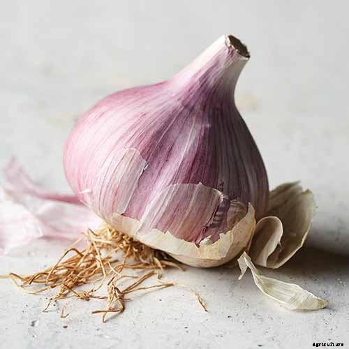 10 Garlic Families to Know About for the Garden