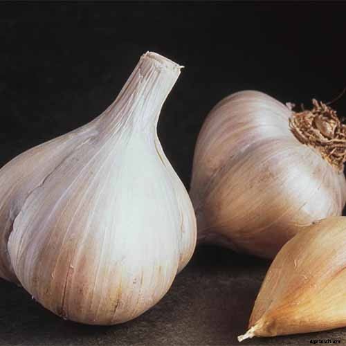 10 Garlic Families to Know About for the Garden