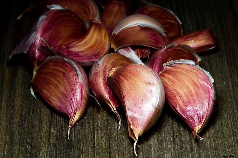 10 Garlic Families to Know About for the Garden