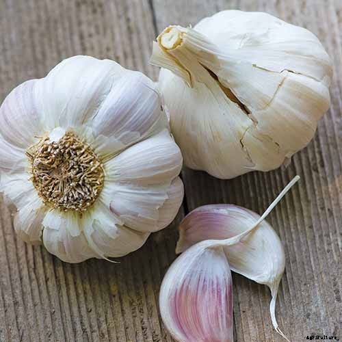 10 Garlic Families to Know About for the Garden