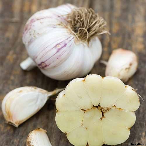 10 Garlic Families to Know About for the Garden