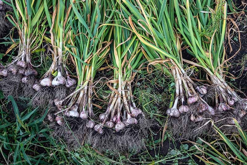 10 Garlic Families to Know About for the Garden