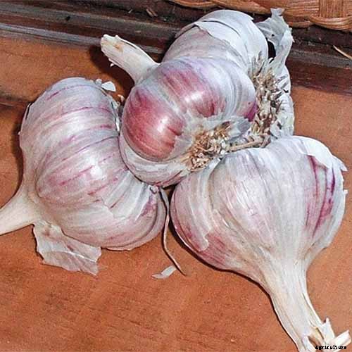 10 Garlic Families to Know About for the Garden