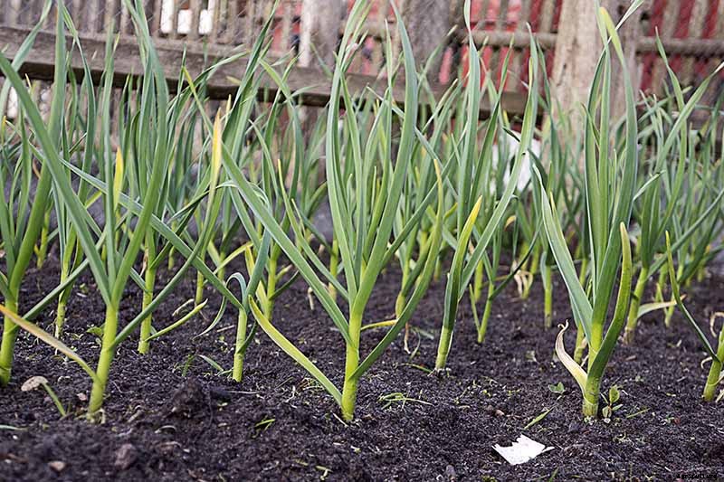 10 Garlic Families to Know About for the Garden