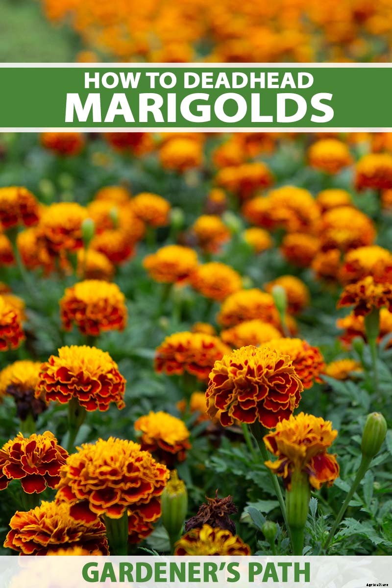 Tips for Deadheading Marigolds