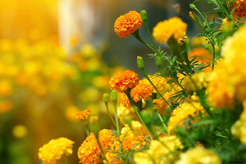 Tips for Deadheading Marigolds