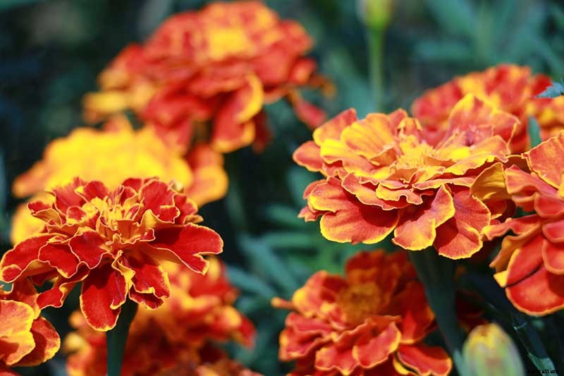Tips for Deadheading Marigolds