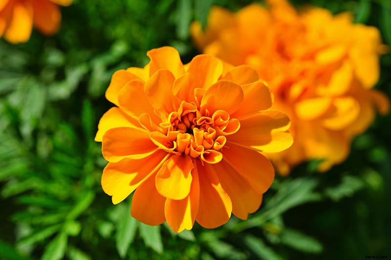 Tips for Deadheading Marigolds
