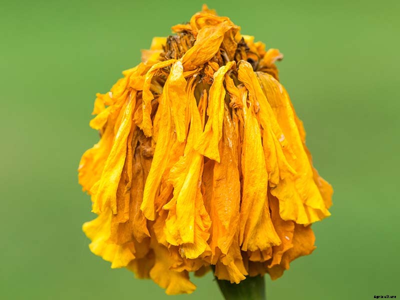 Tips for Deadheading Marigolds