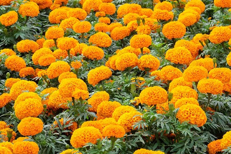 Tips for Deadheading Marigolds