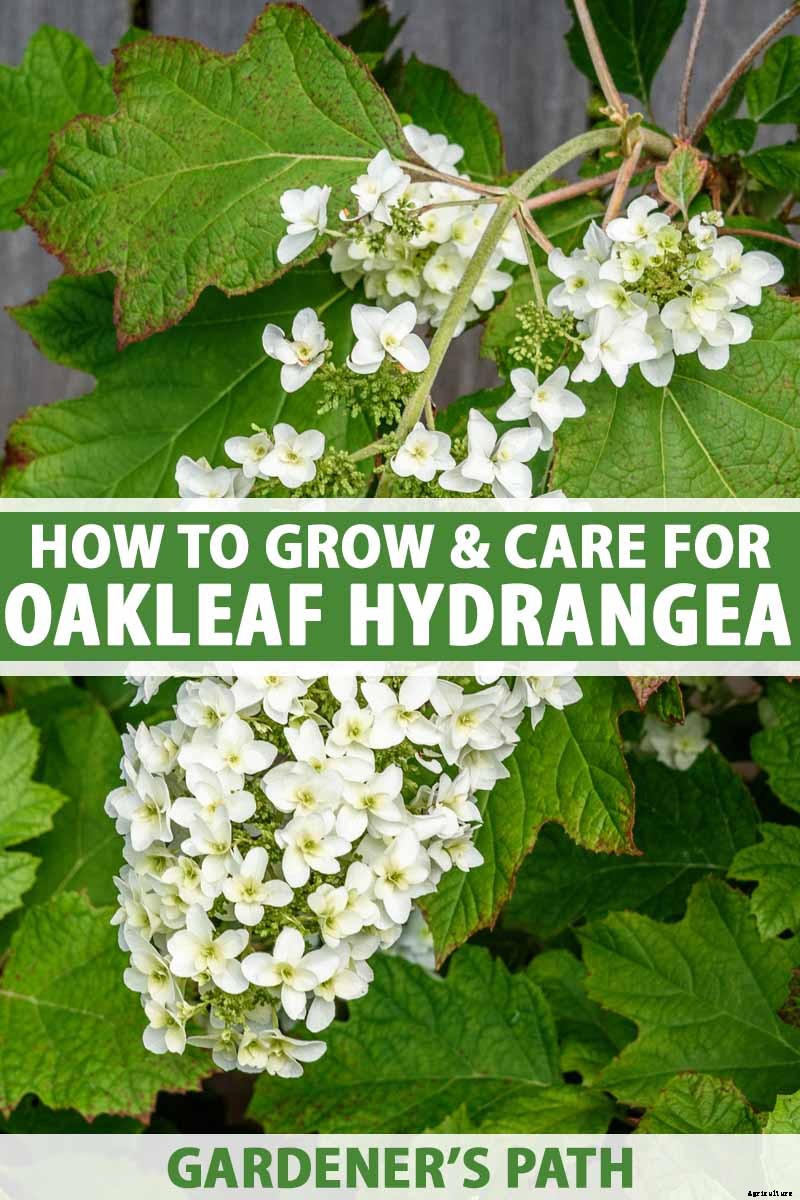 How to Grow and Care for Oakleaf Hydrangea