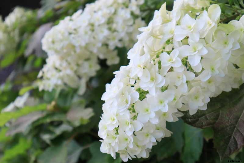 How to Grow and Care for Oakleaf Hydrangea