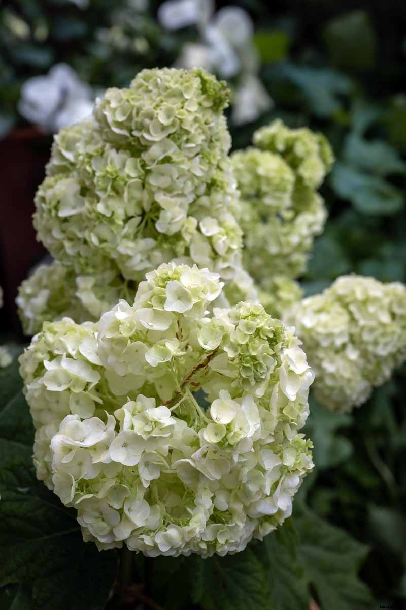 How to Grow and Care for Oakleaf Hydrangea